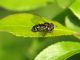 Syrphidae 25 Aprile 2010 037 Visualizzazione Posta elettronica - Rapida.jpg