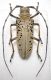 Rosenbergia straussi Mapia m.jpg