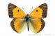 colias_crocea_001.jpg