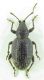 Curculionidae sp. 8mm 03-09-2015 Urla Ev.jpg