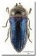 Acmaeoderella villosula_Grecia_Larissa_6 VI 1997.jpg
