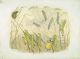 Bild6_Ernst_Kreidolf_Grashupfer.jpg