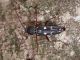 Isotomus_barbarae_SanGregorio_19-V-2008_F27.JPG