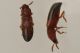 2 corticeus bicolor tenebrionidae lungo dora .jpg