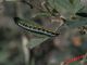Uresiphita gilvata IMG_9148.jpg