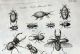 insects14 copia.jpg
