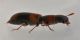 5 nemozoma caucasicum trogositidae lungo dora .jpg