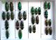 Buprestidae 3.JPG