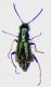 Charopus pallipes f.jpg