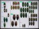 Buprestidae 2.JPG