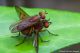Tetanocera_sp.jpg