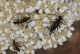 Cerambycidae-1.jpg