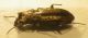 Notiophilus quadrip side sx.jpg