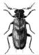 Plocamocera castanea Opitz%2C 2004.jpg