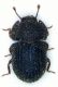 Tarphius gibbulus.JPG