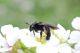 andrena2.jpg