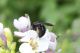 andrena3.jpg