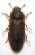 Colobicus.jpg