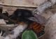 IMGP2212_Bee_sm.JPG