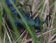 IMGP2254_Meloe_pair_y_sm.JPG