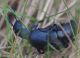 IMGP2251_Meloe_pair_y_sm.JPG