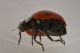 2 coccinella septempunctata coccinellidae mortera .JPG