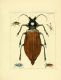 illustrationsofn31782drur_0205.jpg