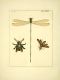 illustrationsofn21773drur_0200.jpg