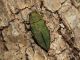 Tolfa_Rio_Fiume_Roverella_03-04-2016_OL_020.JPG