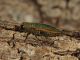 Tolfa_Rio_Fiume_Roverella_03-04-2016_OL_021.JPG