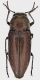 Nanularia_brunnea_USA_California_San_Bernardino_Rialto_29-VII-201410,5mm_grey.jpg