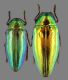 Sternocera-sp-Laos_2ex.jpg