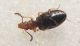 Anthicidae  2.jpg