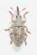 Lepidapion-argentatum-female-up.jpg
