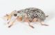 Lepidapion-argentatum-male-lat.jpg