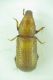 Bostrichidae sp. 3mm 12-04-2016 Okul.jpg