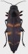Buprestis_carabuho_Mexico_Quintana_Roo_Cancun_V-2014_20mm_grey.jpg