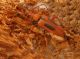 Stictoleptura oblongomaculata_Ain Draham._01.jpg