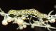 DSC01782Cucullia tanaceti-cropped-light.jpg