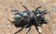 dorcus p..jpg