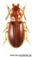 Bradycellus caucasicus.jpg