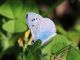 Polyommatus_coridon_f_01.jpg