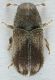 Scolytinae_Serrone_IV-2016_3,2mm_grey.jpg