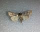 20160405 cf ♂ Crateri 1928.jpg