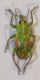 Coniatus sp.jpg