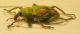 Coniatus sp side sx.jpg