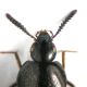 Aleochara testa.JPG