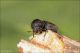 Sinoxylon_sexdentatum_Boscotrecase_6411_1000.jpg