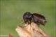 Sinoxylon_sexdentatum_Boscotrecase_6413_1000.jpg