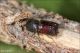 Sinoxylon_sexdentatum_Boscotrecase_6432_1000.jpg